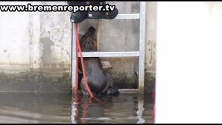 Feuerwehr rettet Bisamratte aus Notlage