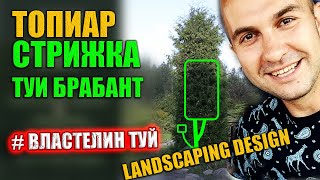 ! ТУЯ БРАБАНТ \СТРИЖКА ТУИ / стрижка 10 летней туи/ЭСКИМО/