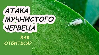 МУЧНИСТЫЙ ЧЕРВЕЦ – ВРЕДИТЕЛЬ орхидей и других растений. Признаки атаки, способы борьбы, профилактика