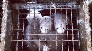 Мех. Шуба. Изнанка твоей шубы