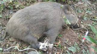 脱サラ百姓新米罠師のくくり罠イノシシ生け捕り 69kgメス
