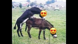 توالد عند الحيونات ...كيف تتم عملية نكاح عند الحمار