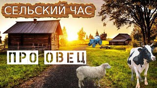 Про овец. Сельский час в жизни села