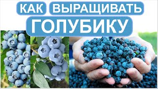 Голубика 3. Очень полезная беседа. Как выращивать и приобрести качественные саженцы.