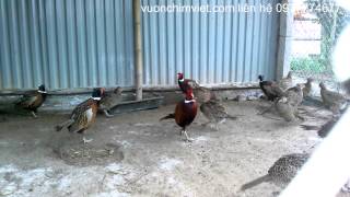 Bán chim trĩ đỏ, chim trĩ giống-cung cấp chim trĩ đỏ khoang cổ thương phẩm và chim trĩ đỏ giống