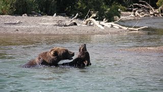 #Камчатка Медведи дурачатся и ловят рыбу в 10 метрах. Курильское озеро
