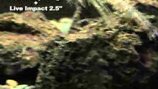 Keitech - Live Impact / Round Spin Jig