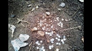 Клад Римских монет, в овраге, 2018, Treasure of Roman coins, in the ravine