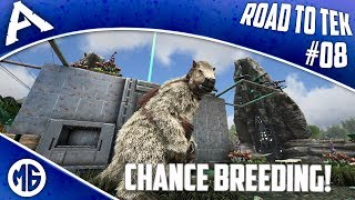 BASE PLANS AND CHANCE BREEDING DINOS! Road to Tek Official PvP Ep 8 - Ark: Survival Evolved