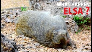 POOR MOM ELSA !! Elsa like sleep & sit than walk find food| Elsa weakness with bad health problem.