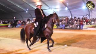 GC de Caballos de Trocha Pura - Feria Nacional Equina 2015
