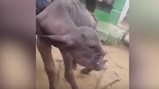 5 Most Mysterious Creatures Caught In Dubai!