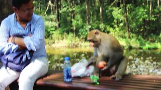 Impudent monkey in national park Zhangjiajie. Наглая обезьяна украла еду