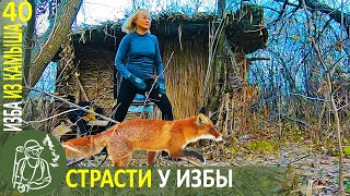 Страсти у Избы накаляются: лиса, ястребы, тренировки ???? Бушкрафт-кухня в Избе из камыша - Серия 40