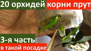 КОРНИ ОРХИДЕИ прут как сумасшедшие в такой посадке