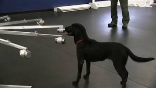 Detection Training with Scent Wheels