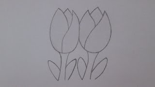 Cómo dibujar tulipanes flores