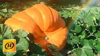 Вот это урожай! Огороды Беларуси