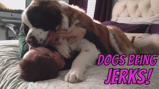 Dogs Being Jerks Compilation