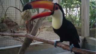 How to Play with a Toucan