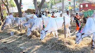Suttur Jathra Mahotsava 2020 | ಸುತ್ತೂರು ಜಾತ್ರಾ ಮಹೋತ್ಸವ - 52ನೇ ದನಗಳ ಜಾತ್ರೆ