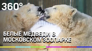 Белые медведи в Московском зоопарке - это любовь