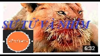 Sẽ thế nào khi SƯ TỬ, BÁO đối đầu với NHÍM?