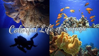 Colorful life of Safaga (Diving Red Sea Egypt)