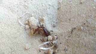 Ants vs earwig (муравьи vs Уховёртка обыкновенная)