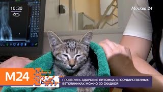 Проверить здоровье питомца в государственных ветклиниках можно со скидкой - Москва 24