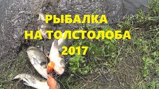 Рыбалка на толстолобика 2017 (Д2Р)