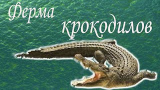Крокодиловая ферма,акватеррариум в Сент-Августин.мототуризм.