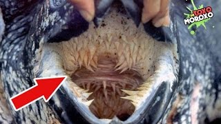 10 Sorprendentes Datos Curiosos Que No Sabías | DeToxoMoroxo