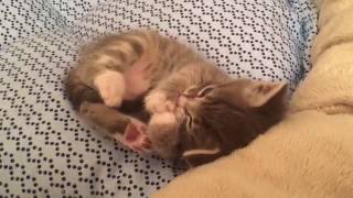 Felix: Cute and Cuddly 4 Week Old Kitten :)
