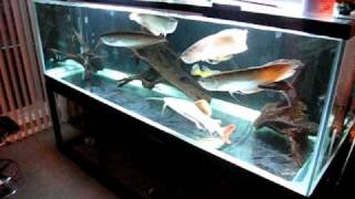 450gallon tank of near 2 ft monsters 2010/06/20 (Old setup)