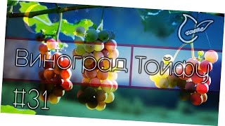 Спелый узбекский виноград Тойфу | Обзор фруктов