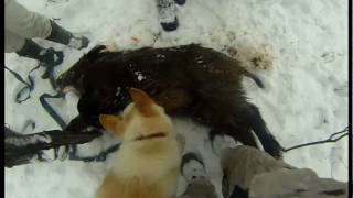 загонная охота ,лоси козы и кабаны в одном загоне.enclosure hunting