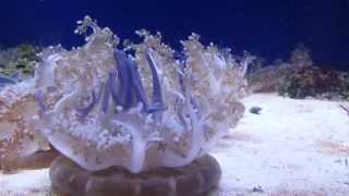 Upside Down Jellyfish at the Audobon Aquarium in New Orleans