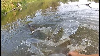 Dawne bolenie z dzikiej rzeki Asp Fishing