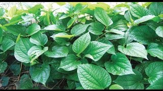 Công dụng của lá lốt và những tác dụng chữa bệnh tuyệt vời từ lá lốt