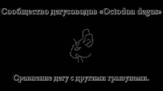 Сравнение дегу с другими грызунами
