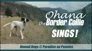 Ohana, the Border Collie, Sings!  #RescueADog