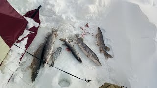 Ловим щуку на жерлицу! Якутия Yakutia