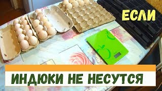 Почему индюки не несутся // Разведение индюков