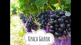 г.ф."Краса Балок"- как она есть!