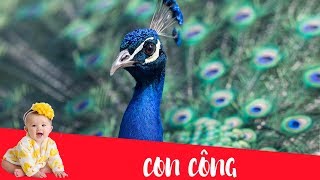 Dạy bé học nói con vật tiếng Việt | Con công