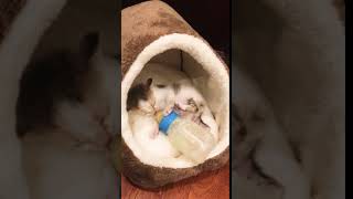 三毛猫しっぽちゃん  哺乳瓶攻撃
