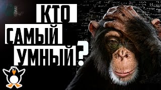 Самые умные животные в мире! Невероятно, но некоторые умнее человека!