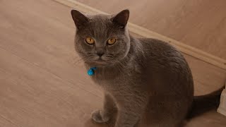 Кот ругается матом Хозяин в Шоке Прикол