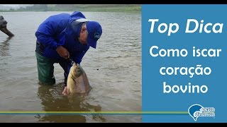Top Dica - Iscando coração bovino para pescar grandes peixes